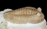 Rarely Seen Asaphus bottnicus Trilobite - Russia #46010-2